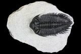 Coltraneia Trilobite Fossil - Huge Faceted Eyes #92940-5